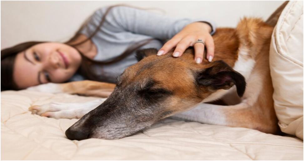 4 Best Alternative Therapies for Pain Management in Pets